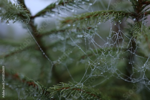 Cobweb with dew drops on fir tree in morning, closeup