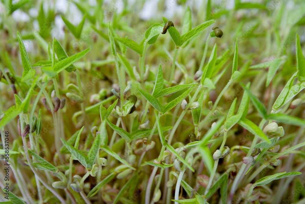Closeup view of mung bean sprouts as background Closeup view of mung bean sprouts as background