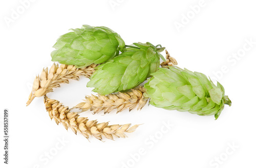 Fresh green hops and wheat spikes on white background