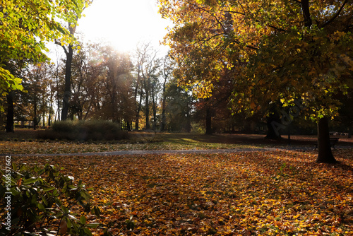 Picturesque view of park with beautiful trees and fallen leaves on sunny day. Autumn season