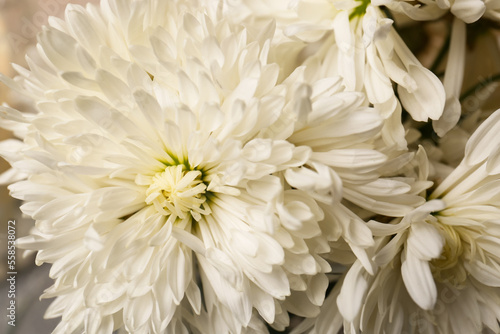 Many beautiful white chrysanthemum flowers, closeup view