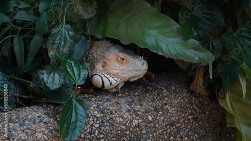 Iguana in nature habitat (Latin - Iguana iguana). Close-up image of large herbivorous lizard sitting on a tropical jungle tree with green leafs  photo