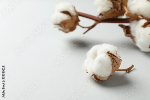 Beautiful cotton fluffy flowers on white background, closeup. Space for text