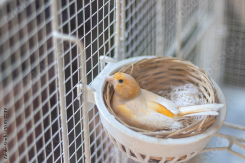 canary in its nest