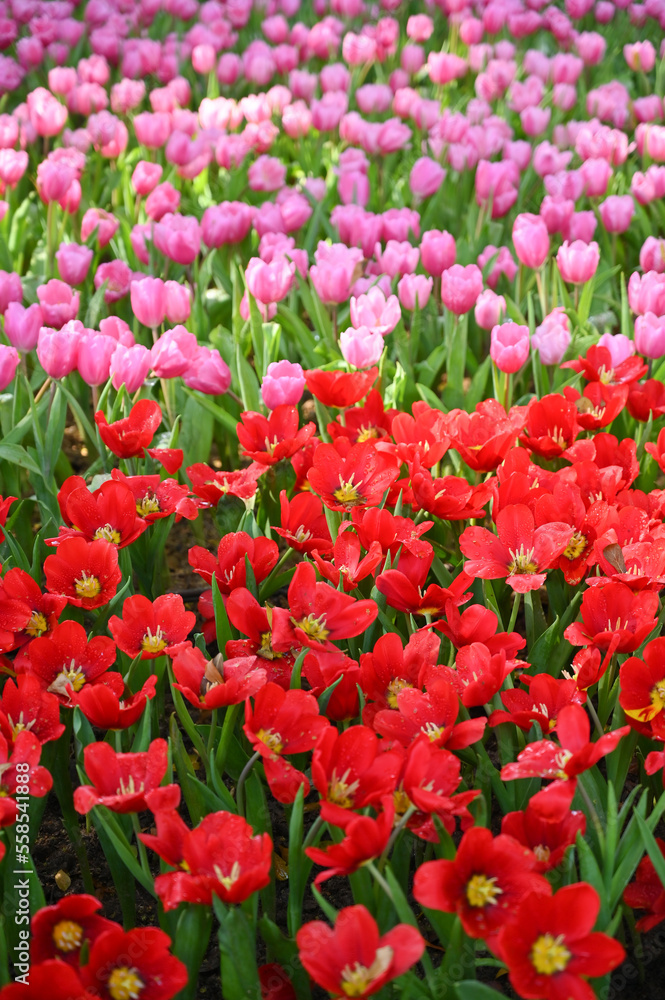 beautiful pink and red tulip in the garden