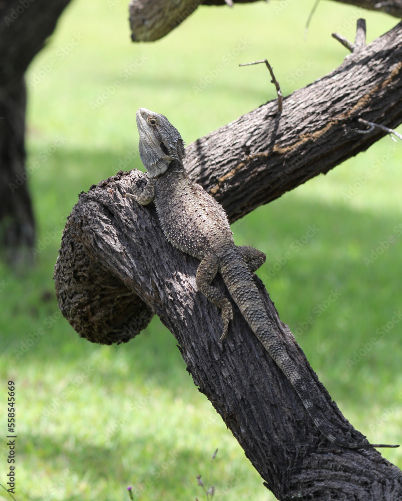 Eastern bearded dragon lizard reptile sitting on a tree trunk