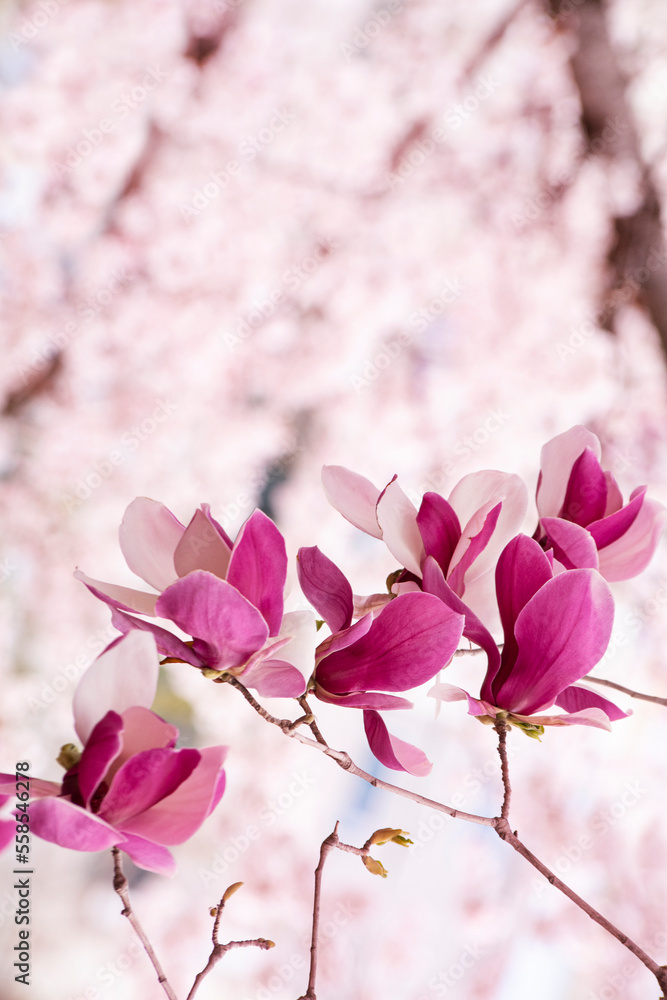 Fototapeta premium 자주색 목련꽃과 벚꽃