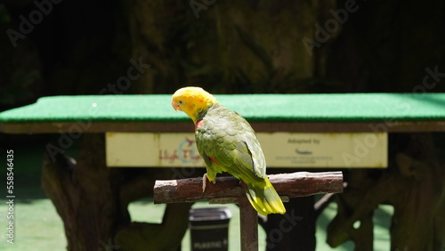 Yellow headed Amazon Parrot|Amazona oratrix|Amazona|黃頭亞馬遜鸚鵡 photo