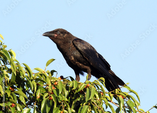 Torresian crow bird sitting in a tree