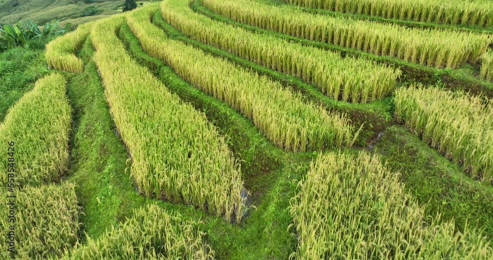 Golden rice terraces field by harvesting season, at Ban Pa Pong Piang Chiang Mai Province, Northern of Thailand, camera movement from drone 4k video Golden rice terraces field by harvesting season, at Ban Pa Pong Piang Chiang Mai Province, Northern of Thailand, camera movement from drone 4k video