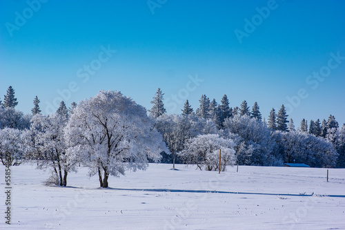 Nature's winter wonderland, trees are covered in hoar frost, in a snowy meadow against a clear blue sky.