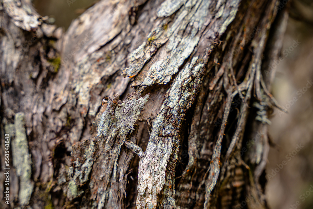 bark of a tree bark of a tree