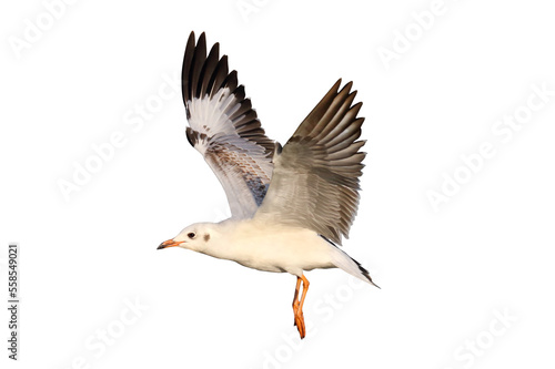 Beautiful seagull flying isolated on transparent background.