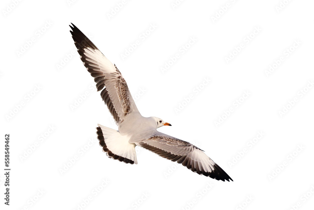 Obraz premium Beautiful seagull flying isolated on transparent background.