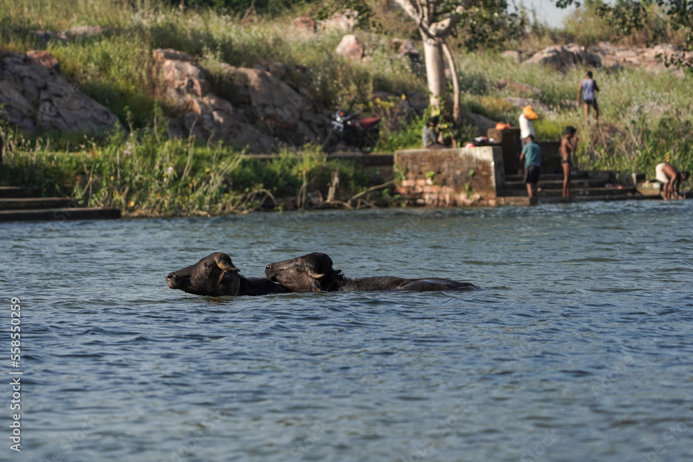 Two buffalos in water or lake, bathing indian buffaloes in lake or pond or river, two black buffaloes in pond bathing in summer because of hot temperature Two buffalos in water or lake, bathing indian buffaloes in lake or pond or river, two black buffaloes in pond bathing in summer because of hot temperature