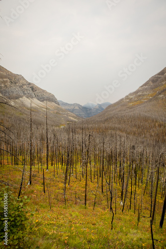 Burnt forest in a mountain valley