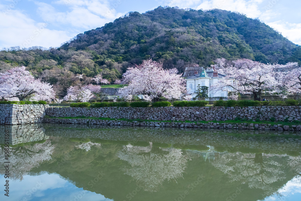 久松公園の満開の桜 鳥取県 久松公園