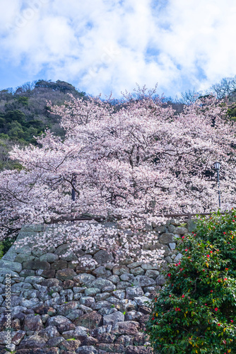 久松公園の満開の桜 鳥取県 久松公園