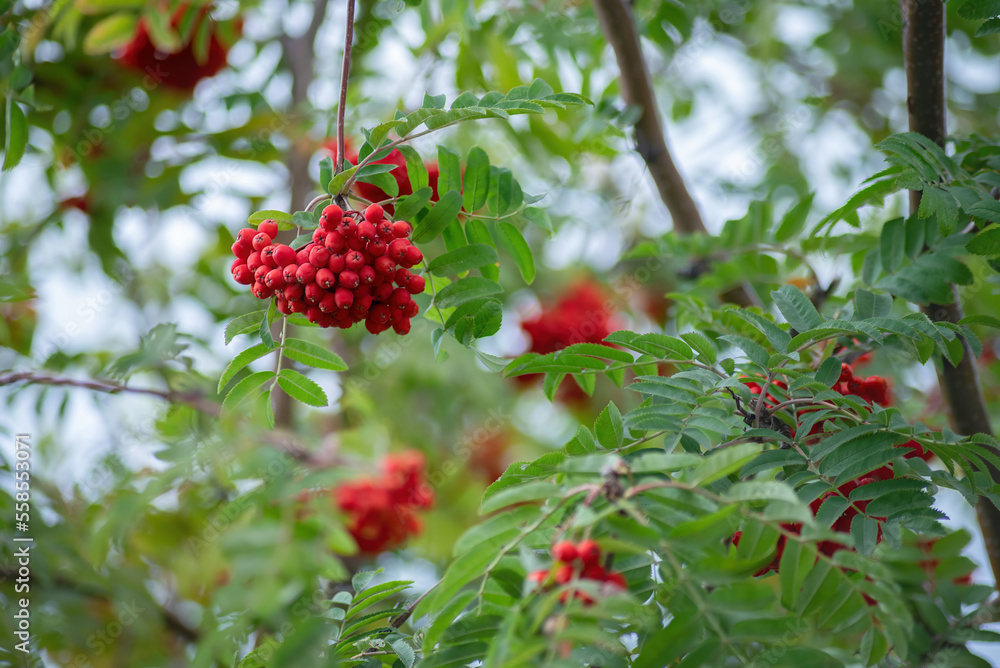 beautiful red mountain ash berries, close-up beautiful red mountain ash berries, close-up