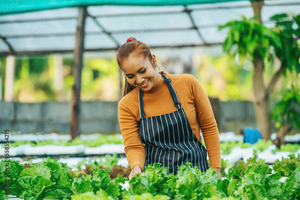 Portrait of Happy Young Asian girl farmer working with fresh green oak lettuce salad, organic hydroponic vegetable in nursery farm. Business and organic hydroponic vegetable concept.