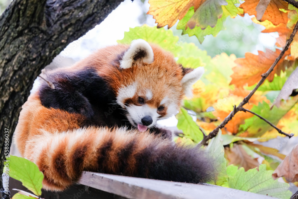 レッサーパンダ レッサーパンダ