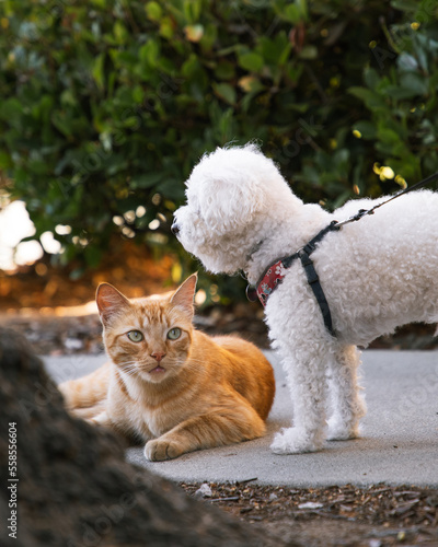 Cat and Dog 
