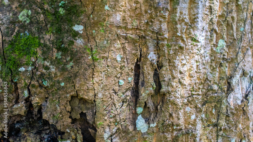 amazing wood bark texture as background