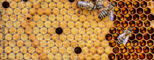 Canvas Print Honey bees on a honeycomb with a closed brood texture