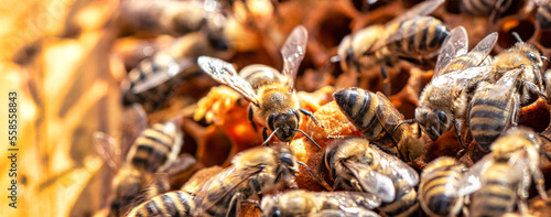 Worker bees work in a hive. Close-up selective focus.