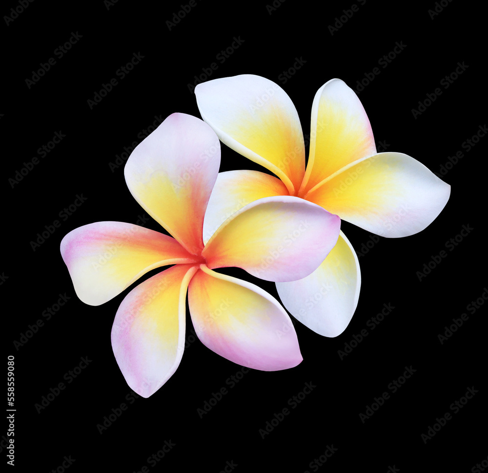 Fototapeta premium Plumeria or Frangipani or Temple tree flower. Close up red-pink plumeria flowers bouquet isolated on black background.