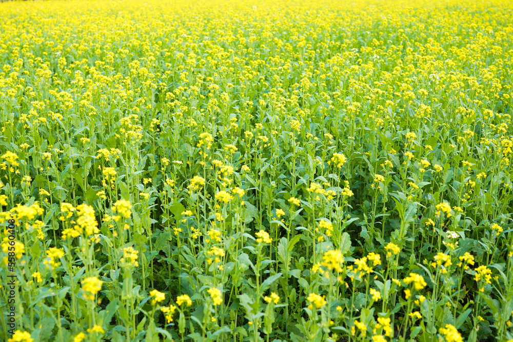 The mustard flower field is full of blooming.
