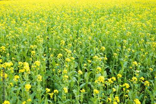 The mustard flower field is full of blooming.  © batin