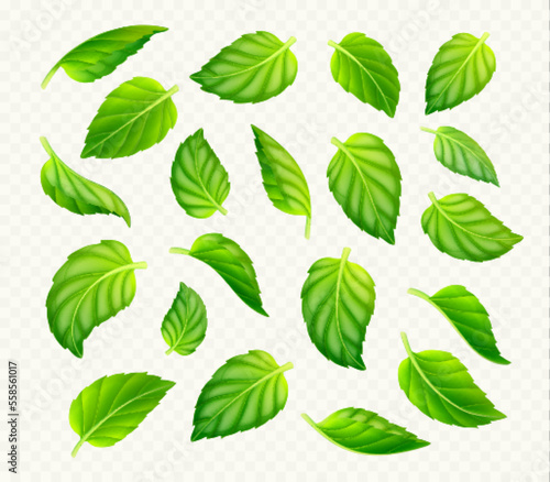 Set of green tea or mint leaves isolated on transparent background. Realistic vector illustration of fresh foliage. Symbol of freshness, organic product, natural beauty