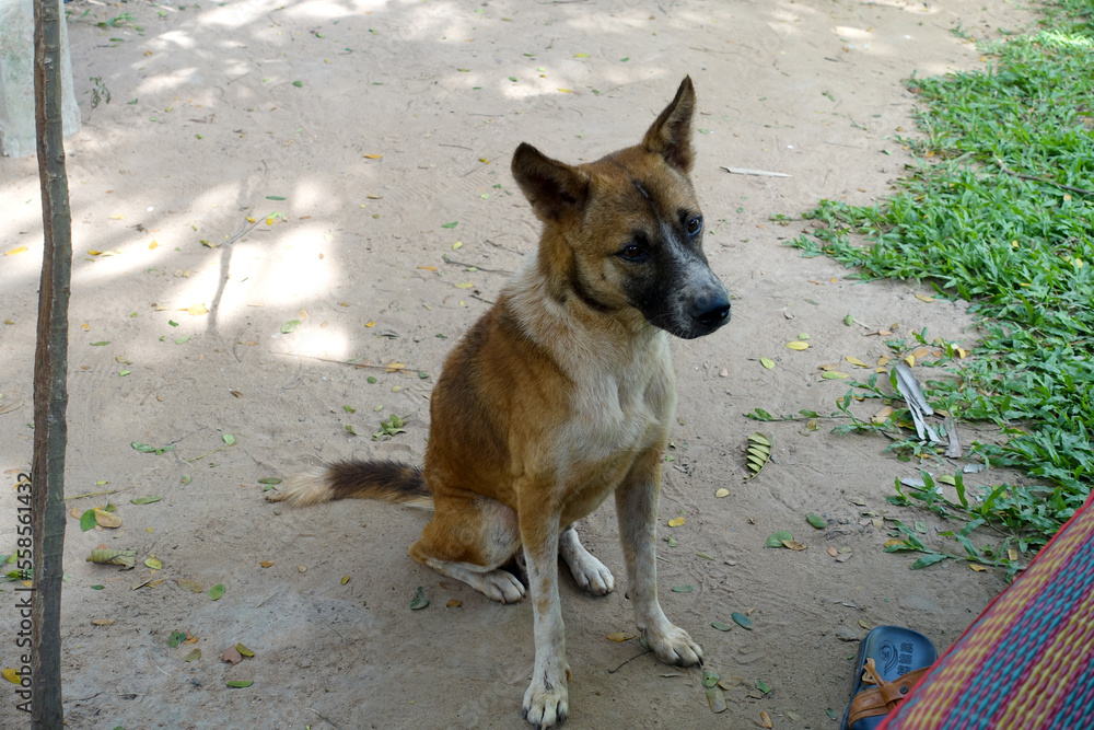 素直に「待て」をする犬、彼の主人の声を聴く 素直に「待て」をする犬、彼の主人の声を聴く