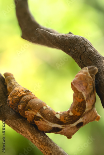 unique caterpillar on a branch