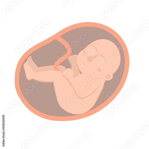 Embryo. Child in the womb, vector illustration