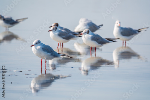 Flock of Seagulls, The European herring gull, swims on the calm lake shore