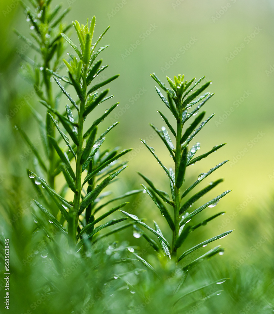 Fototapeta premium Conifer needles close-up on a green focused background.