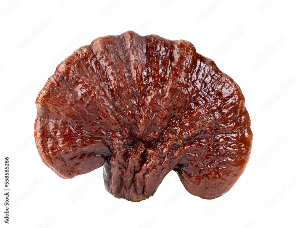 Lingzhi Mushroom Ganoderma Lucidum on transparent png Lingzhi Mushroom Ganoderma Lucidum on transparent png