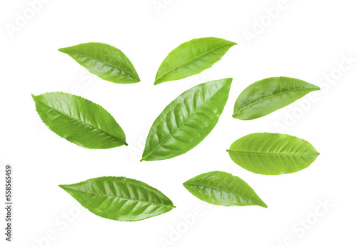 green tea leaf isolated on transparent png © supamas