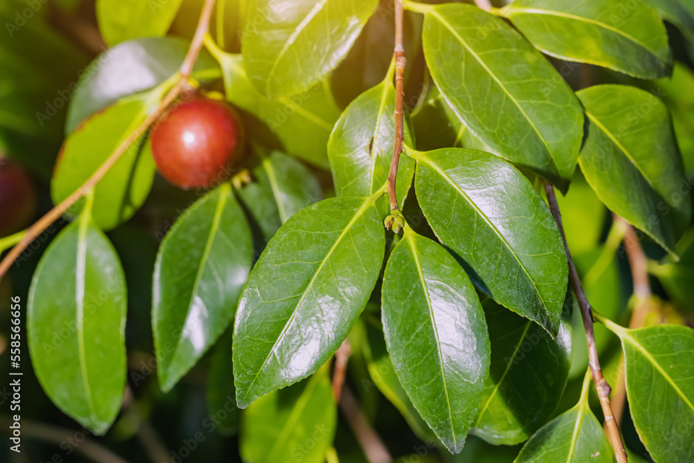 Camellia tree leaves and ripe red fruit hiding in bush. Harvest and herbal medicine and tea concept