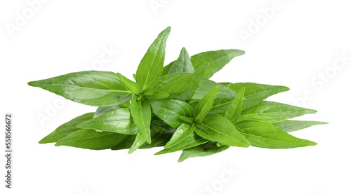 Bild auf Leinwand Kariyat or Andrographis paniculata  green leaves on transparent png