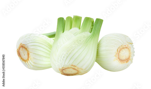 Fresh fennel on transparent png