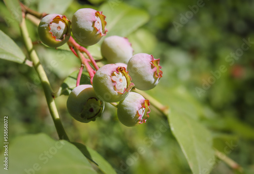 Unripe blueberries on twig with defocused garden foliage on a sunny day. Close up. Cluster of green berries with purple. Highbush blueberry plant or Vaccinium corymbosum. Selective focus.