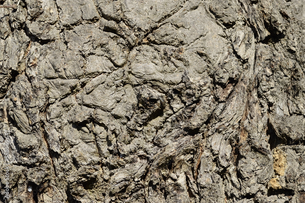 Closeup outer tree bark, the outermost layer of stemm of wood Closeup outer tree bark, the outermost layer of stemm of wood