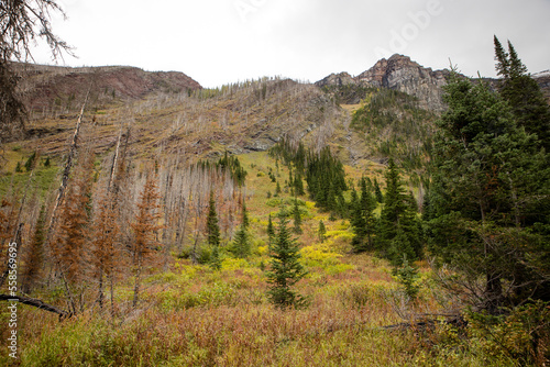 Beautiful pine forest landscape in the Rocky Mountains