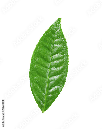 tea leaf with drop water on transparent png