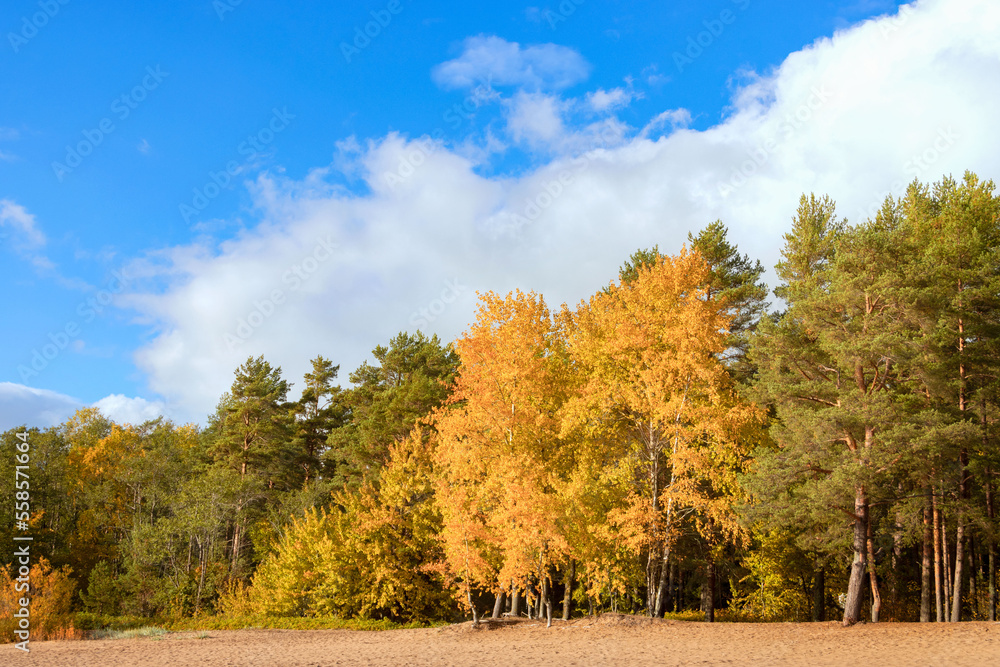 Naklejka premium Eco-trail Komarovsky Bereg. Sunny autumn day on the shore of the Gulf of Finland