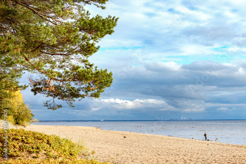 Eco-trail Komarovsky Bereg. Sunny autumn day on the shore of the Gulf of Finland