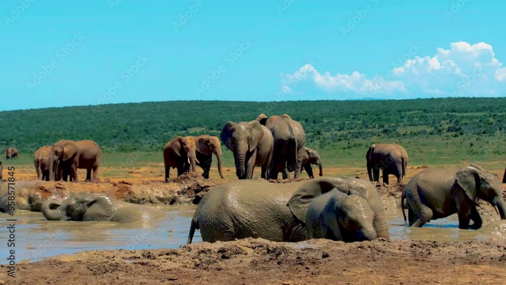 Vidéo Stock Elephants bathing, Addo Elephant Park South Africa, Family